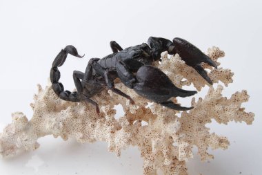 Large black scorpion, it is On White Background