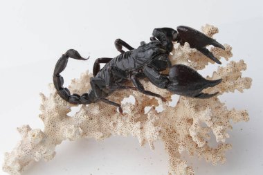 Large black scorpion, it is On White Background