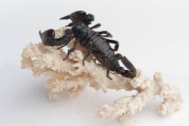 Large black scorpion, it is On White Background