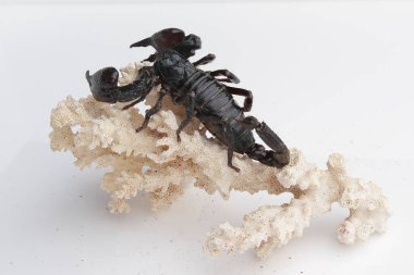 Large black scorpion, it is On White Background