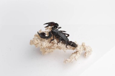 Large black scorpion, it is On White Background