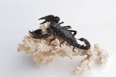 Large black scorpion, it is On White Background