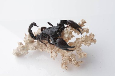 Large black scorpion, it is On White Background