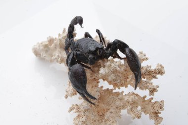 Large black scorpion, it is On White Background