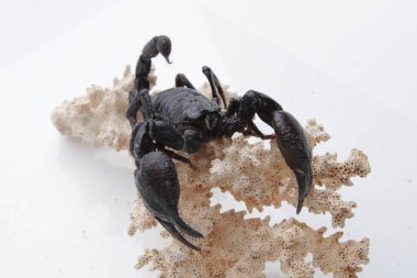Large black scorpion, it is On White Background