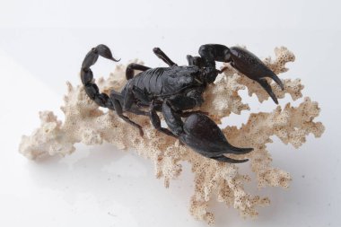 Large black scorpion, it is On White Background