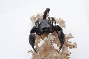 Large black scorpion, it is On White Background
