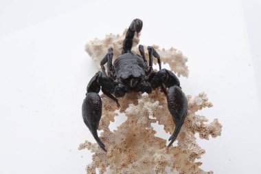 Large black scorpion, it is On White Background