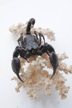 Large black scorpion, it is On White Background
