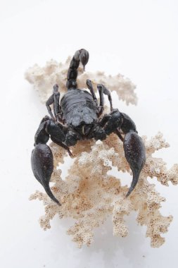 Large black scorpion, it is On White Background