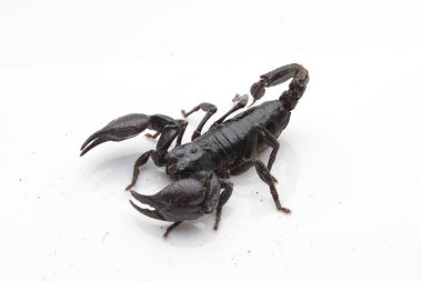 Large black scorpion, it is On White Background