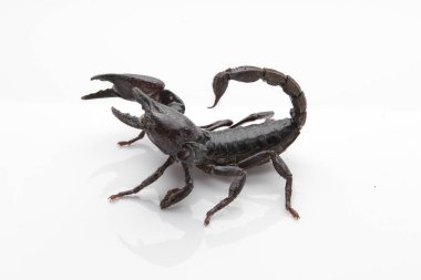 Large black scorpion, it is On White Background