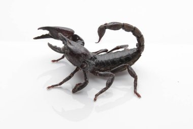 Large black scorpion, it is On White Background