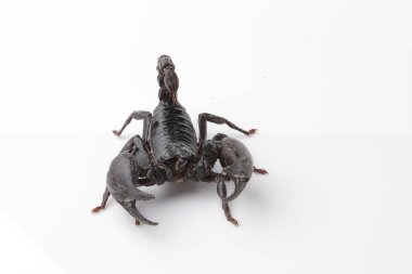 Large black scorpion, it is On White Background