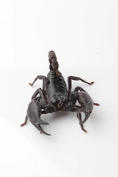 Large Black Scorpion White Background — Foto de Stock