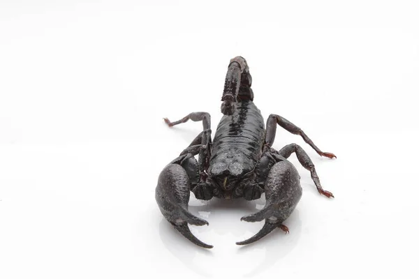 Large Black Scorpion White Background — Photo