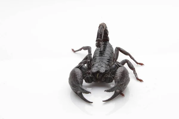 Large Black Scorpion White Background — Foto de Stock