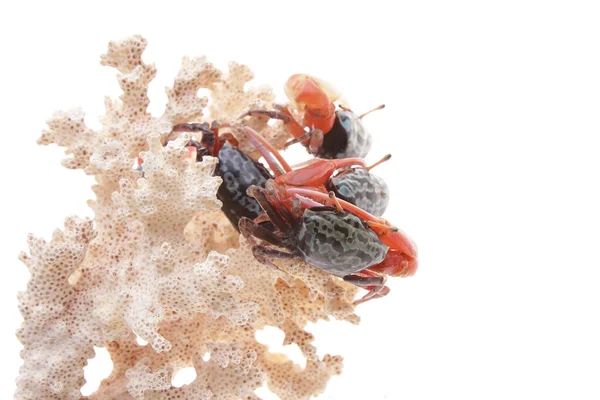 Black and Red Crab Walking on the white background