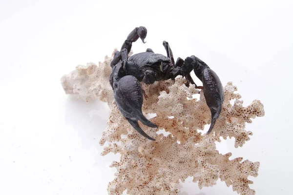 Large black scorpion, it is On White Background