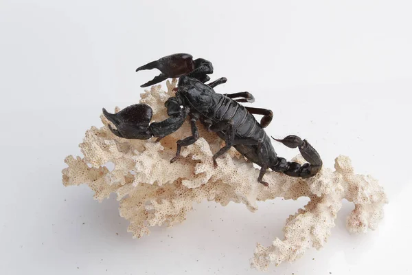 Large Black Scorpion White Background — Stockfoto