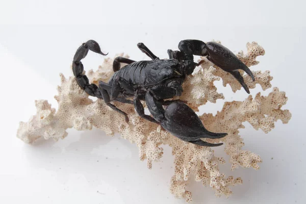 Large Black Scorpion White Background — Foto de Stock