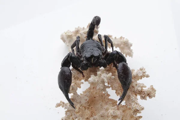 Large Black Scorpion White Background — Stockfoto