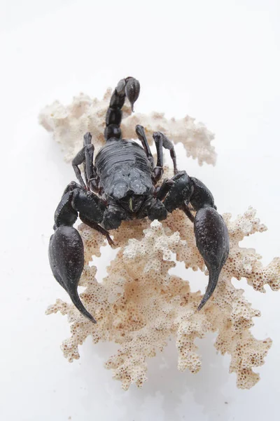 Large Black Scorpion White Background — Fotografia de Stock