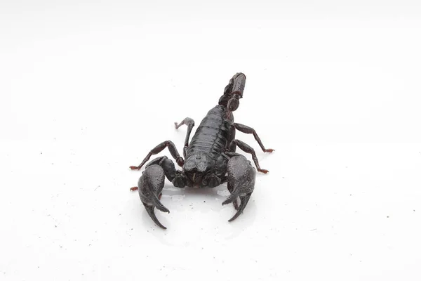 Large Black Scorpion White Background — Foto de Stock