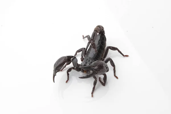 Large Black Scorpion White Background — Photo