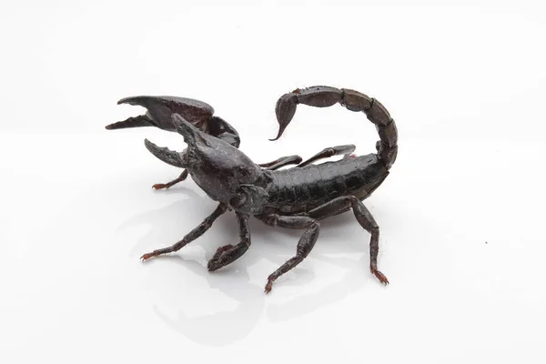 Large Black Scorpion White Background — 스톡 사진