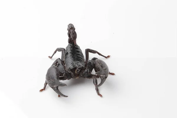 Large Black Scorpion White Background — Fotografia de Stock