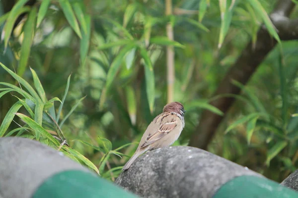 Tree Sparrow Bird Branch — 图库照片