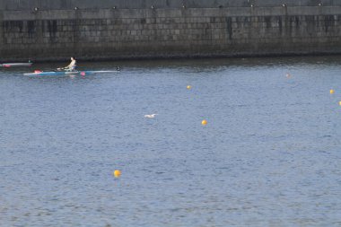 the snowy egret at the Shing Mun River, hk