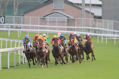 5 Nov 2011 Hong Kong horse racing - Shatin Racecourse Race