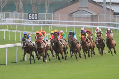 5 Nov 2011 Hong Kong horse racing - Shatin Racecourse Race