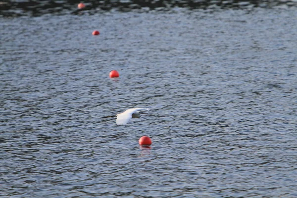 Snowy Egret Shing Mun River — Stock Fotó