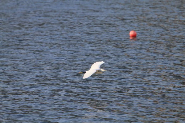 Snowy Egret Shing Mun River — Foto Stock