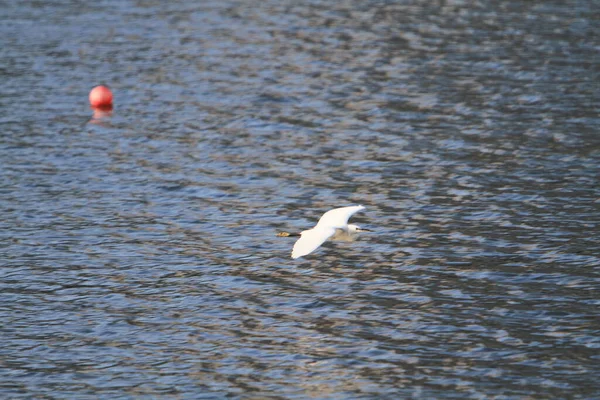 Snowy Egret Shing Mun River — Stockfoto