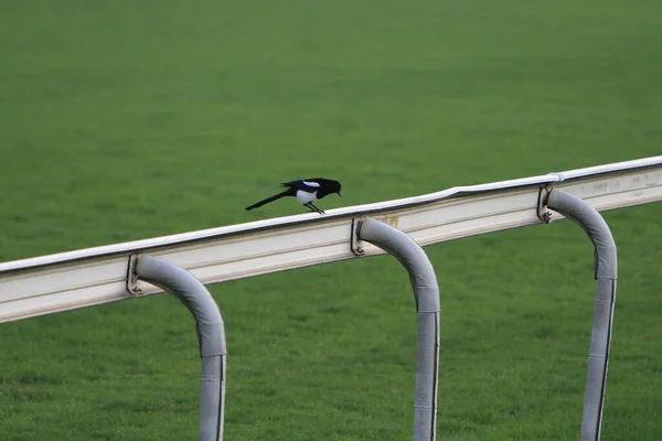 Medium Size Black White Bird Grass — Foto de Stock