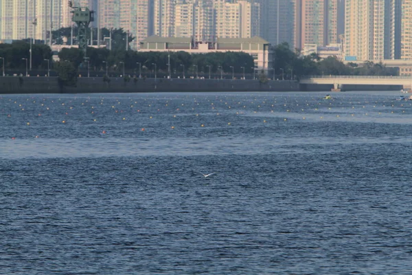 5 Nov 2011  team rowing to the at Shek Mun, hk