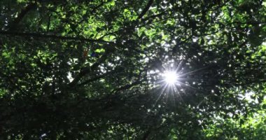 13 Ağustos 2022 Güneş görkemli yeşil ağaçların arasından parlıyor.
