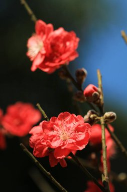 Şeftali çiçekleri. Bahar. Çiçek açan doğal arka plan