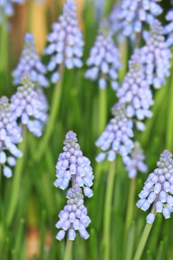 sığ derinlik-in tarla ile mor çiçekler