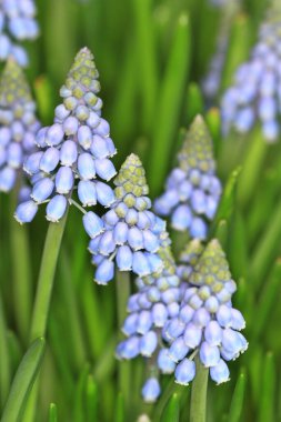 sığ derinlik-in tarla ile mor çiçekler
