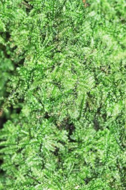 the nature image, the plant at nature