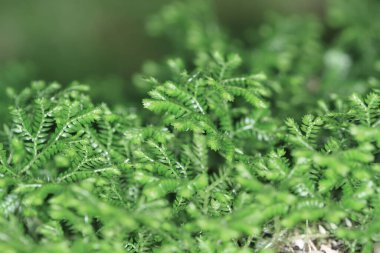 the nature image, the plant at nature