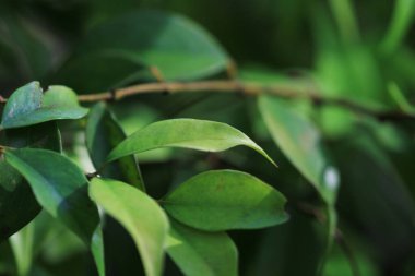 the nature image, the plant at nature