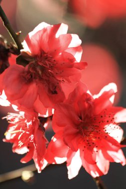 Şeftali çiçekleri. Bahar. Çiçek açan doğal arka plan