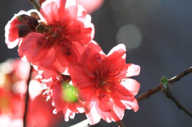 Şeftali çiçekleri. Bahar. Çiçek açan doğal arka plan