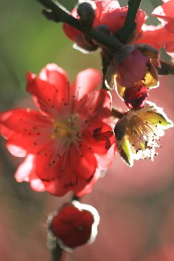 Şeftali çiçekleri. Bahar. Çiçek açan doğal arka plan